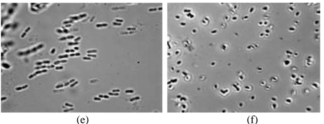 Gambar 2.11 Bakteri yang terlibat dalam proses fermentasi makanan atau  minuman lainnya, (a) Lactococcus lactis (b) Streptococcus  thermophilus (c) Leuconostoc (d) Lactobacillus delbrueckii (e) 