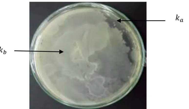 Gambar 4.1 Koloni Bakteri pada Fermentasi Hari ke-2 Pengenceran  10 ‾ 5  yang Dilakukan di Rumah