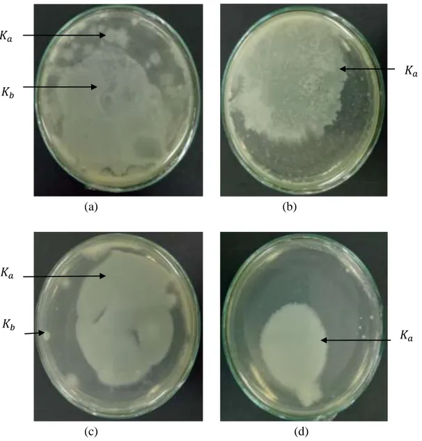 Gambar 4.2 Koloni Bakteri pada Fermentasi Hari ke-4 (Sumber: Penelitian) 89 (a)  Bentuk Koloni pada Pengenceran  10‾ 4  di Rumah