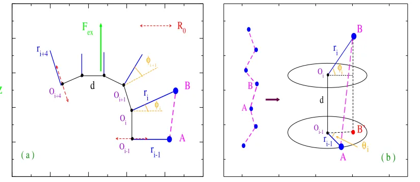FIG. 1: (Color online) (a) Model for a chain of N base pairs with external stretching force Fex