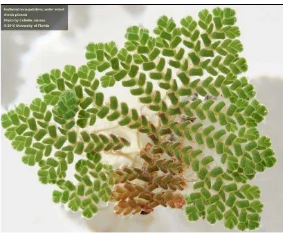 Gambar 1. Tumbuhan Azolla pinnata(Sumber : https://plants.ifas.ufl.edu/plant-directory/azolla-pinnata, 2017)