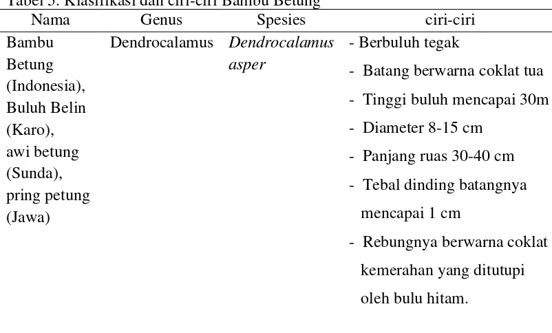 Tabel 5. Klasifikasi dan ciri-ciri Bambu Betung 