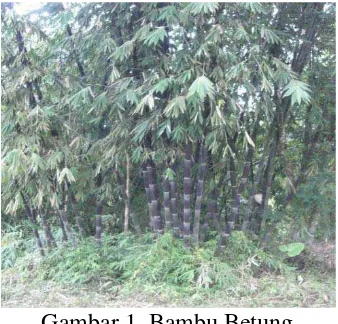 Gambar 1. Bambu Betung 