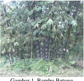 Gambar 1. Bambu Betung 