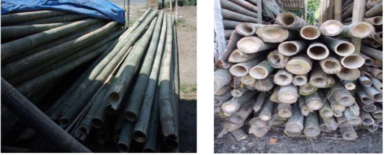 Gambar 6. Bambu Betung 