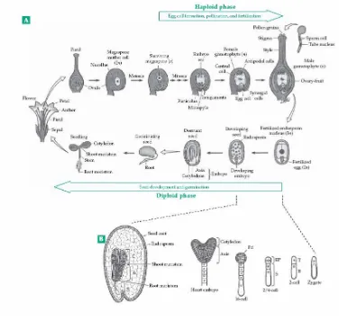Gambar  2.14.   Proses pertumbuhan dan perkembangan biji (fase haploid) serta proses penyerbukan (fase diploid)