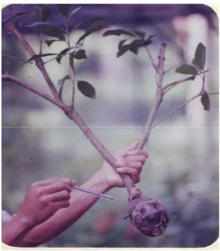 Gambar 3.14.   Bibit cangkok yang tealah berakar sudah siap untuk dipisahkan dari pohon induk