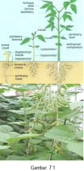 Gambar  7.1 Pertumbuhan dan perkembangan tanaman 