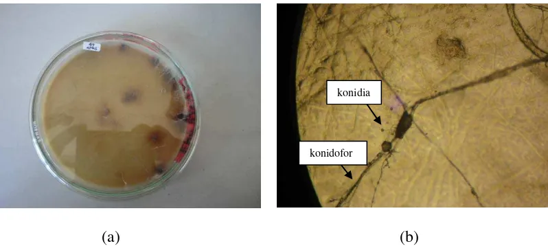 Gambar 1. Koloni Acremonium sp1. setelah berumur 7 hari pada media PDA (a) dan bentuk 