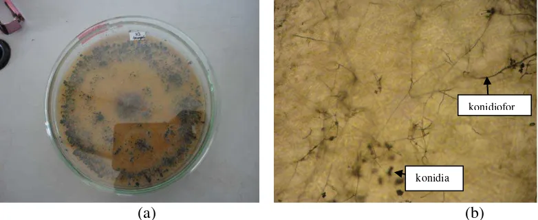 Gambar 6. Koloni Scopulariopsis sp1. setelah berumur 7 hari pada media PDA (a) dan 