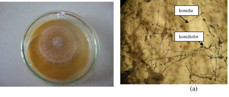 Gambar 11. Koloni Fusarium sp4. setelah berumur 5 hari pada media PDA (a) dan bentuk 