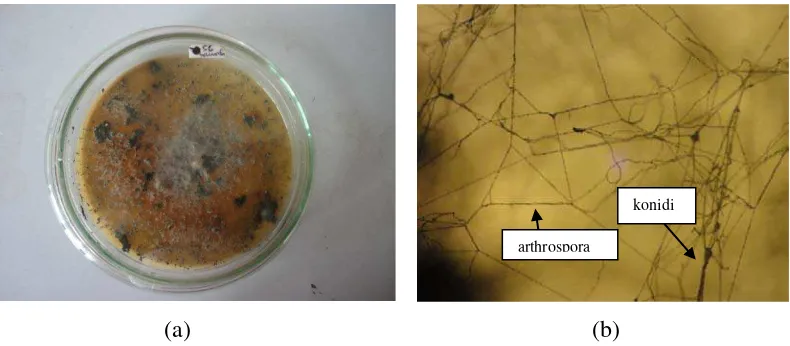 Gambar 13. Koloni Scytalidium lignicola. setelah berumur 7 hari pada media PDA (a) dan 