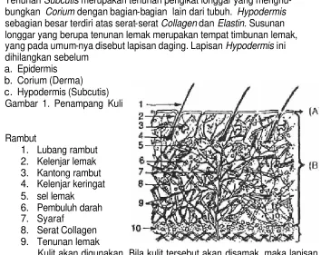 Gambar 1. Penampang Kuli