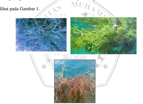 Gambar 1. Rumput Laut (Eucheuma cottonii) (Anggadiredja dkk., 2006)  Karakteristik  fisik  dan  kimia  polimer  alami,  terutama  hidrofilik  atau  hidrofobik atau keduanya