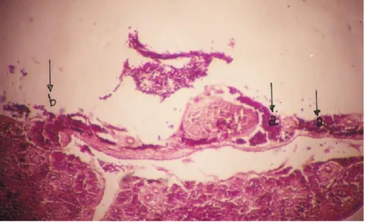Gambar  3.  Organ  Limpa  ikan  kelompok  A  (kontrol)  setelah  uji  tantang  dengan  bakteri  patogen  Aeromonas  hydrophila  (a)  nekrosis,  (b)  kerusakan  organ  dan  dinding  organ  (Perbesaran 
