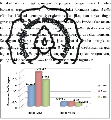 Gambar 4.3 PengKeterangan : anngaruh tinggi genangan air terhadap biomassa medeAzangka yang diikuti huruf sama pada variabel menunjukkan berbeda tidak nyata pada uji Modengan aras kepercayaan 95 %