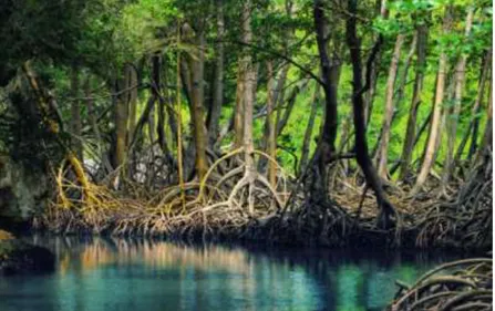 Gambar 2.1. Hutan mangrove  
