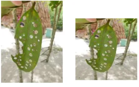 Gambar 3.4 Contoh citra data sebelum (kiri) dan setelah di resize (kanan)   Kemudian,  Langkah-langkah  dalam  proses  Resizing  Image  dapat  dilihat  pada  pseudocode berikut