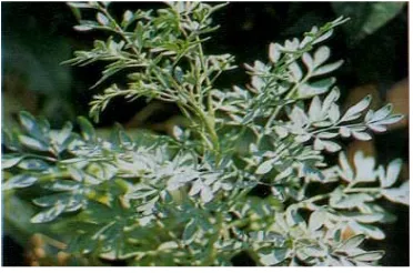 Gambar. 4.15. Inggu (Ruta angustifolia [L.] Pers.) Sumber : Toplirik.com 