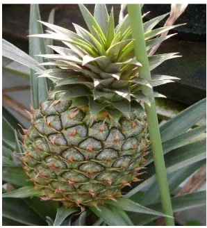 Gambar. 4.19. Nanas (Ananas comosus [L.] Merr.) Sumber : www.bitkisel-tedavi.com  