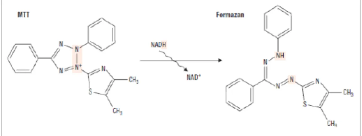 Gambar 1. Reaksi reduksi MTT menjadi formazan (Wyllie, 2000)