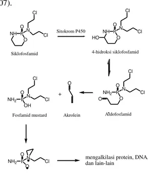Gambar 5. Mekanisme kerusakan DNA  oleh senyawa siklofosfamid 