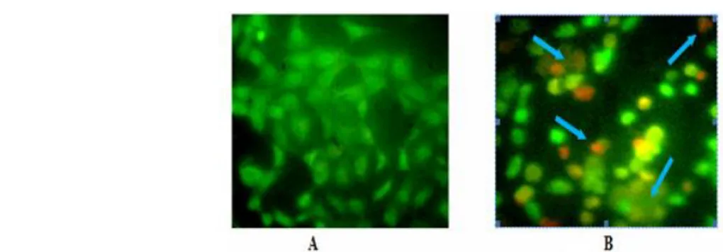 Gambar 2.  Pengamatan ekspresi protein Bcl-2 pada sel MCF-7 dengan aplikasi tunggal ekstrak etanolik  daun Awar-awar