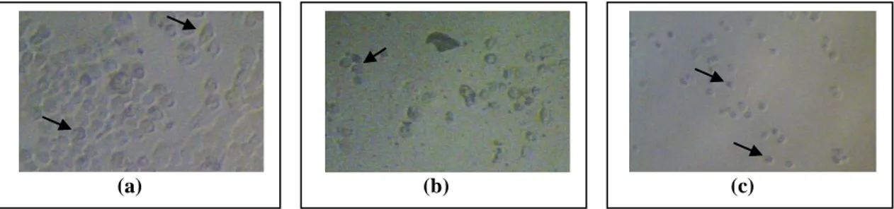 Gambar 3. Morfologi sel WiDr sebelum dan sesudah diberikan perlakuan uji. Berdasarkan  pengamatan dengan mikroskop, sel WiDr yang normal (a) memiliki bentuk poligonal; sel WiDr yang 
