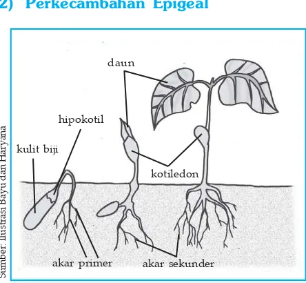 Gambar 1.9 Perkecamahan epigeal