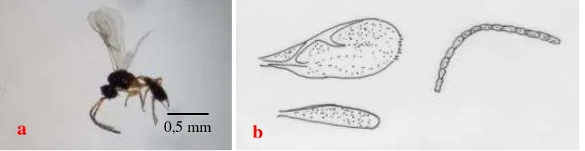 Gambar 2. Imago Aphidius sp. (a) dan organ (b) sayap depan (1), sayap belakang (2)  dan antena (3) 