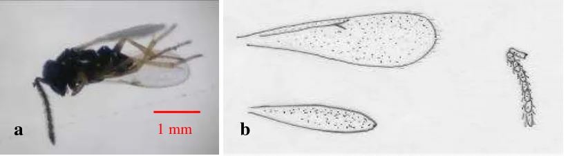 Gambar 5. Imago Aphidius sp. (a) dan organ (b) sayap depan (1), sayap belakang (2)  dan antena (3)