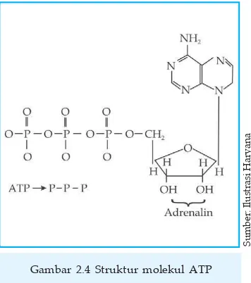 Gambar 2.4 Struktur molekul ATP