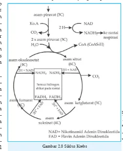 Gambar 2.8 Siklus Krebs
