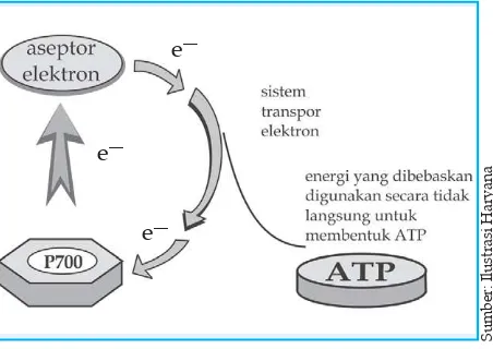 Gambar 2.10 Pembentukan ATP melalui fotofosforilasi siklik