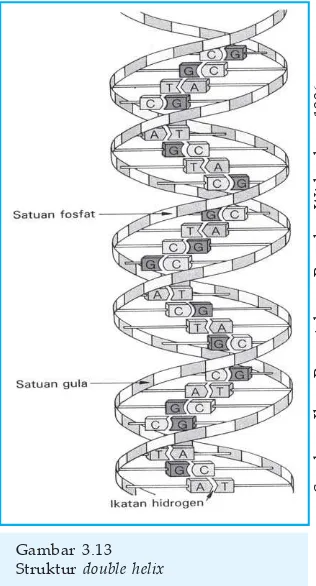Gambar 3.13Struktur double helix