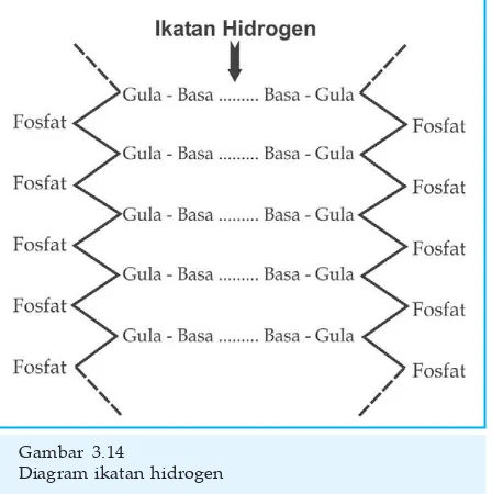 Gambar 3.14Diagram ikatan hidrogen
