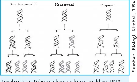 Gambar 3.15  Beberapa kemungkinan replikasi DNA