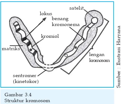 Gambar 3.4Struktur kromosom