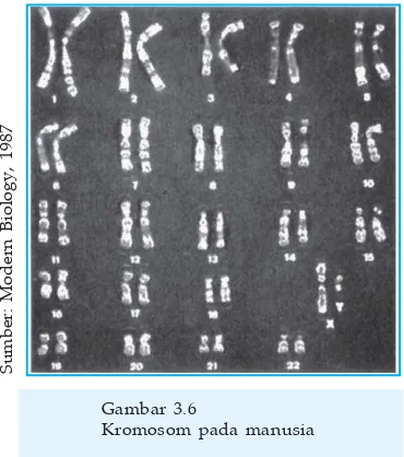 Gambar 3.6Kromosom pada manusia