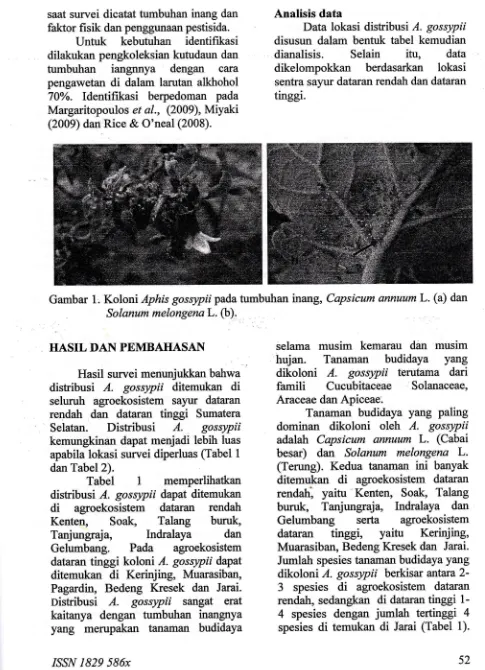 Gambar 1, Koloni Aphis gossypii pada tumbuhan inang, Capsicum annuum L. (a) dan