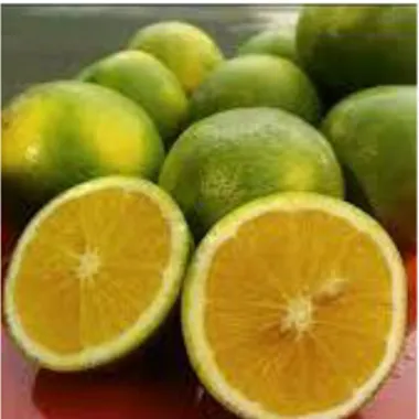 Gambar II.1 Jeruk Manis (Citrus sinensis) 