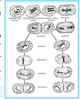 Gambar 4.8 Tahapan pembelahan meiosis