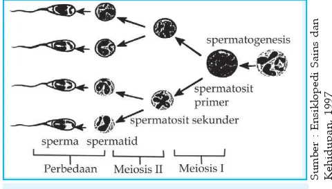 Gambar 4.9 Proses spermatogenesis