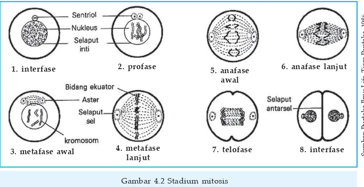 Gambar 4.2 Stadium mitosis