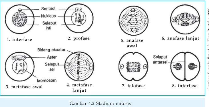 Gambar 4.2 Stadium mitosis