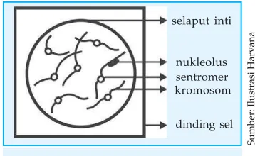 Gambar 4.3 Tahap Leptoten
