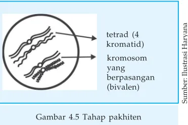 Gambar 4.4 Tahap zigoten