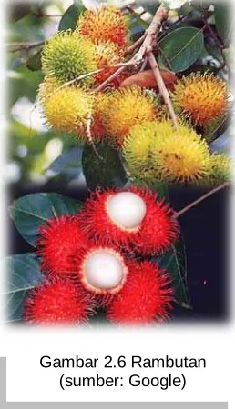 Gambar 2.6 Rambutan (sumber: Google) 