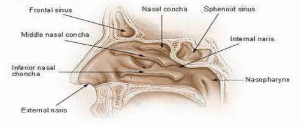 Gambar 2.2 Anatomi hidung bagian dalam 