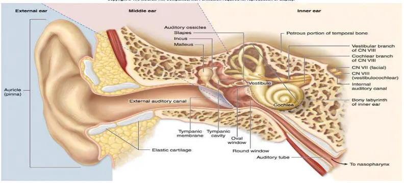 Gambar 2.4. Anatomi telinga 